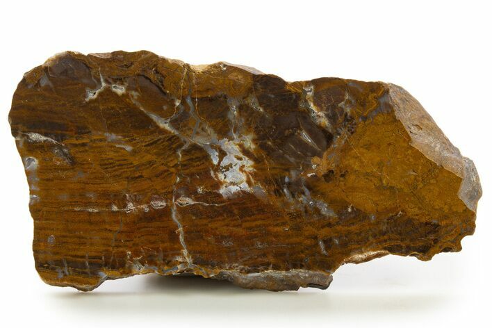 Polished Petrified Wood Slab - New York #337014